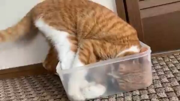 あきらめなければ夢はかなう　自らの限界に挑戦し続ける猫
