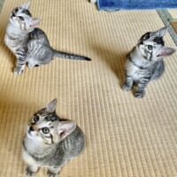 生まれて2か月の子猫・ごまくん、しおくん、まめくん