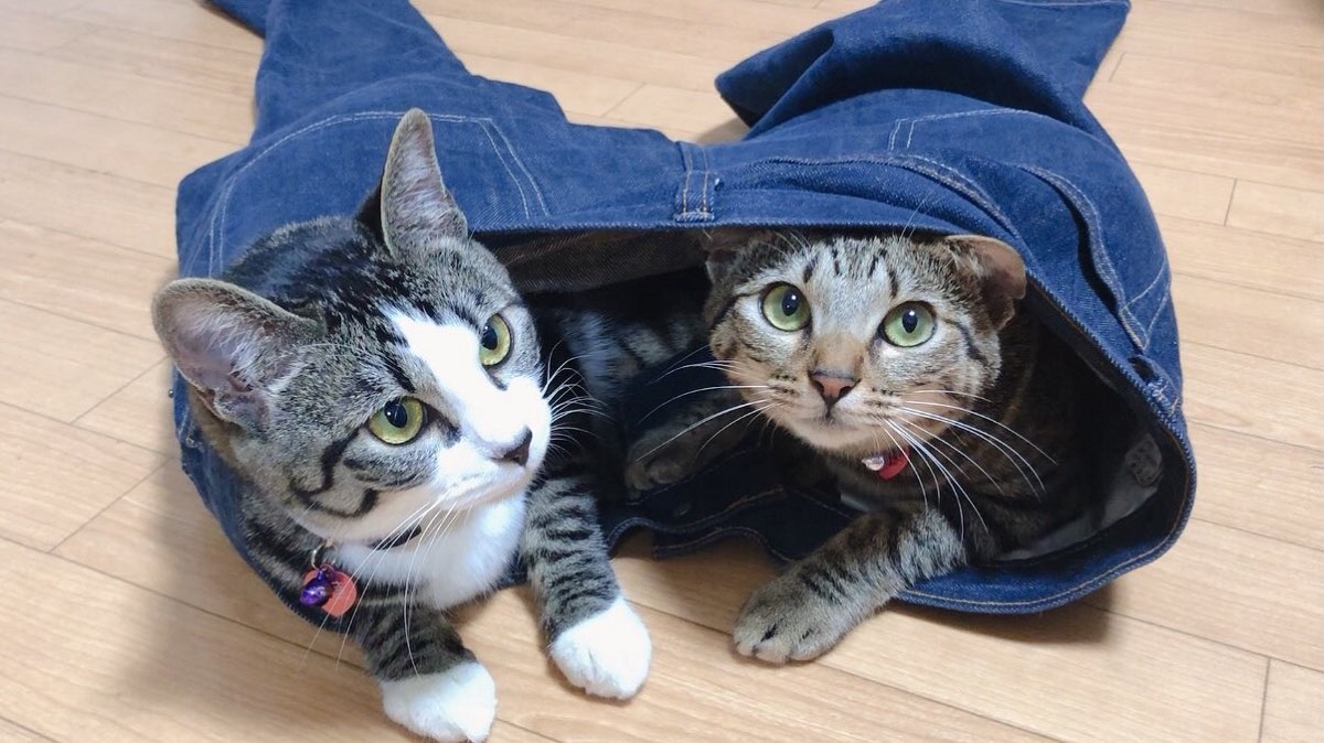 2匹の愛猫が秘密基地に選んだ場所は……飼い主のジーンズ？