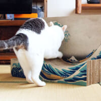 名画の世界に猫が入り込んだような不思議な感覚に