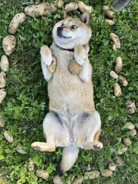 芋の魔法陣で異世界から呼び出された犬　突然の召喚に驚きの表情