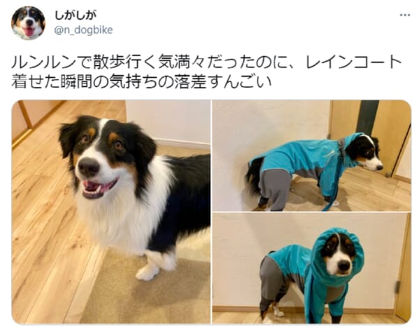 レインコートを着る前と後　表情の落差がすごい犬