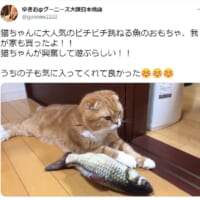 「これぞ塩対応」ビチビチ跳ねる魚のおもちゃに全く興味を見せない猫