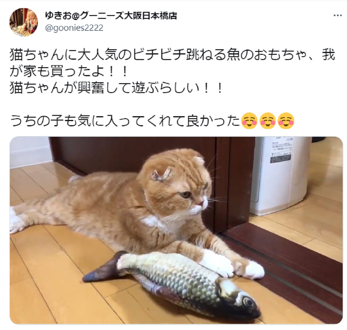 泰然自若な猫　ビチビチ跳ねる魚のおもちゃに無関心つらぬく