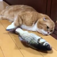 魚のおもちゃに全く興味を示さないきのこくん