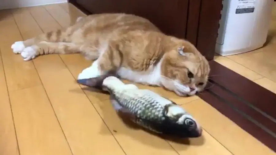 泰然自若な猫 ビチビチ跳ねる魚のおもちゃに無関心つらぬく | おたくま経済新聞