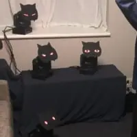 手を上げると目を赤くし威嚇。