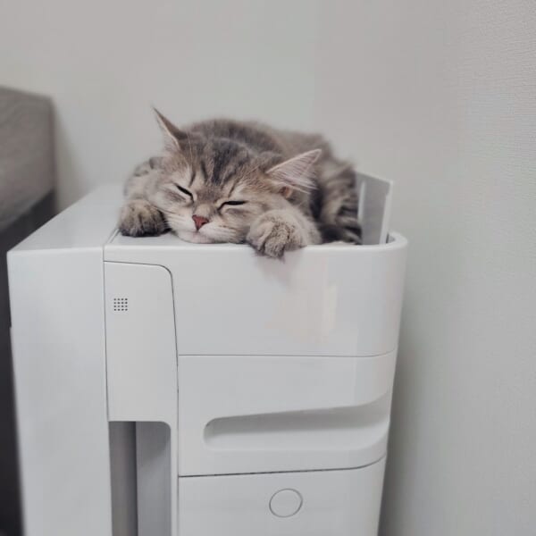 ここが落ち着くんだニャー　お気に入りの寝床はまさかの……