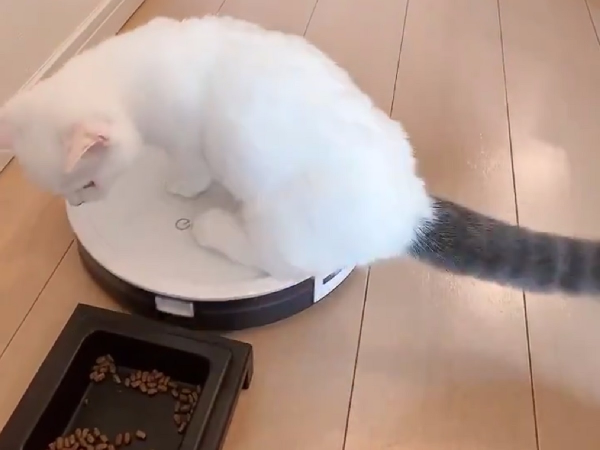 猫がロボット掃除機にのってブーン→そのまま食事にチャレンジするも失敗