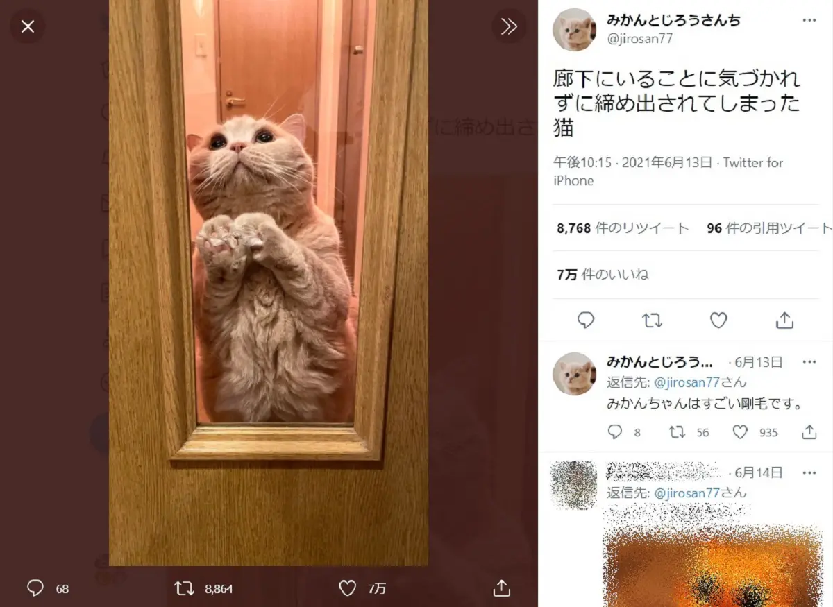 開けて……」 うるんだ瞳で懇願する猫 | おたくま経済新聞