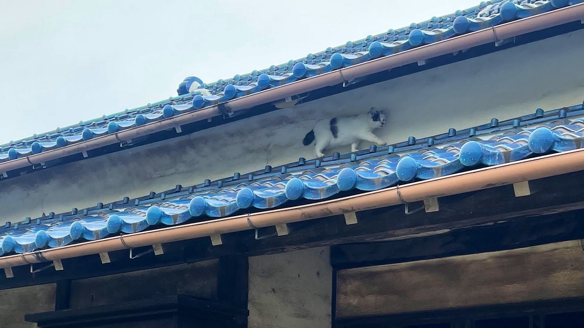 壁の汚れが奇跡的　猫が屋根の上を猛スピードで移動？