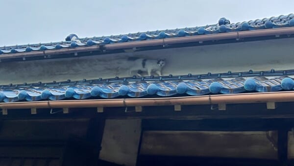 カメラ目線がおもしろいポン酢さん
