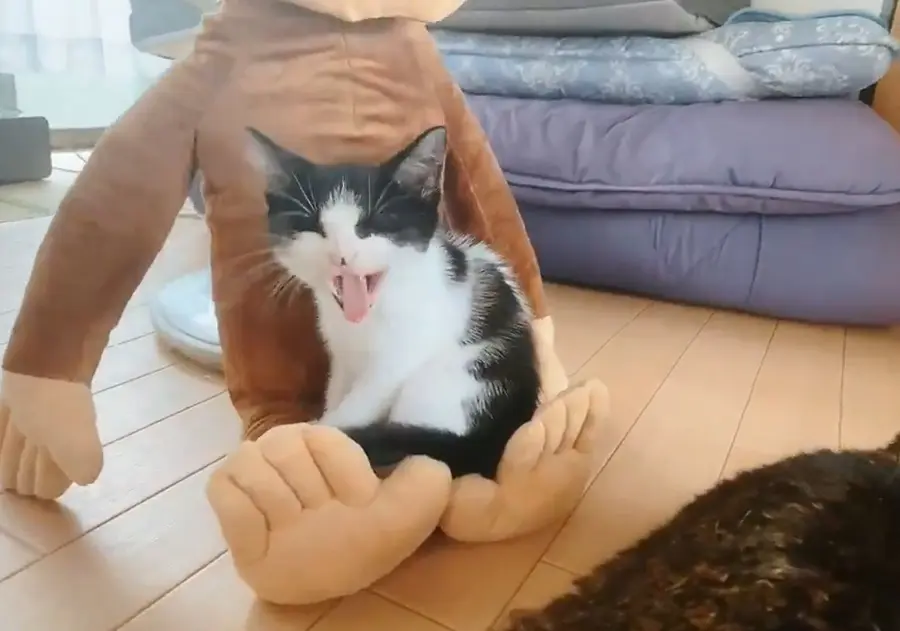落ち着いたのか、大きなあくびをするごましおちゃん