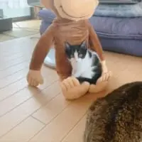 ちょこんと座るごましおちゃん