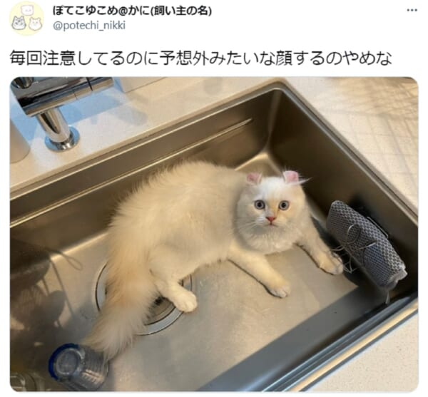 「それは初耳だニャ！」何度注意されても知らん顔の猫に爆笑