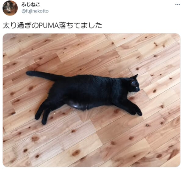 スポーツブランドのロゴっぽい　愛嬌たっぷりのぽちゃ猫が落ちてました