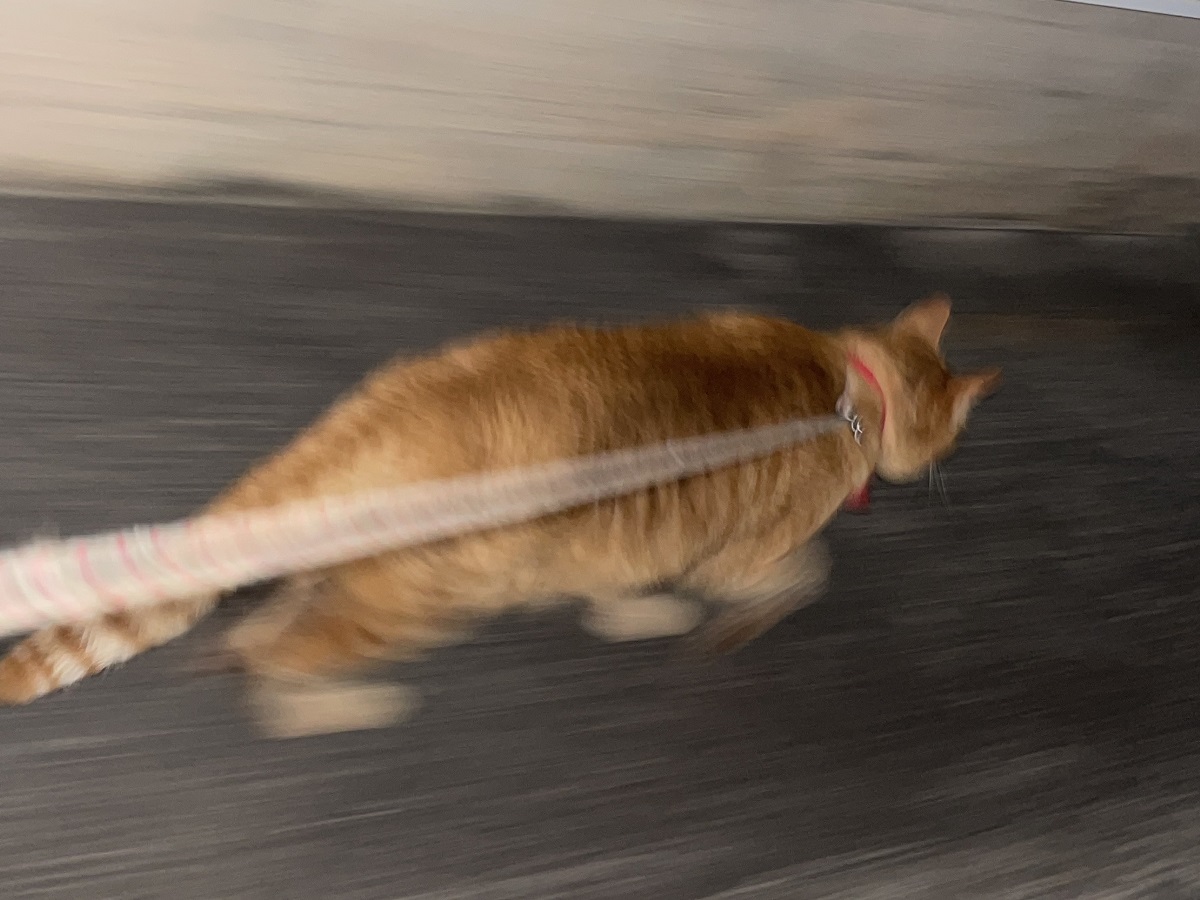 「いそげ～！」散歩から帰宅中の猫が醸し出す疾走感に驚きの声