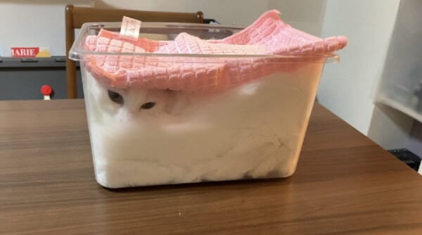 「ただいま発酵中ニャ」ふわふわに膨れる猫が白い食パンのよう