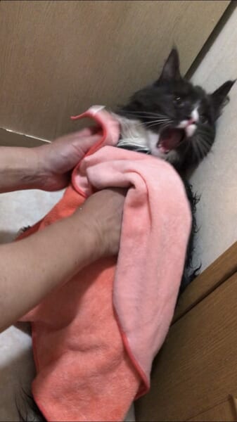 思わず吹き出しちゃう　体を洗われた猫が見せた「絶望の表情」