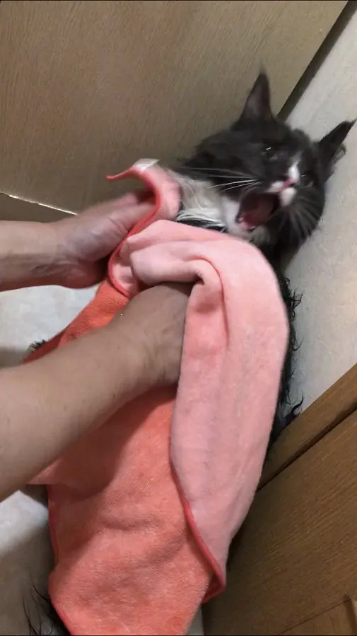 助けてー！猫にとっての風呂は災難　拭かれることすら「絶望の表情」