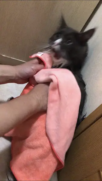 なつちゃんの悲痛な叫びが聞こえてくるよう