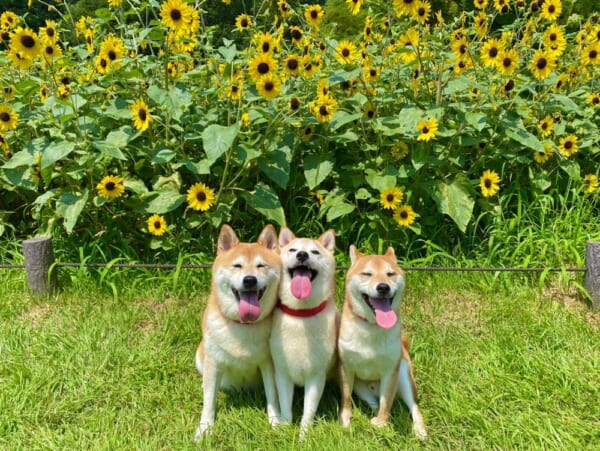 満開のひまわり畑の前に集う柴犬の満面の笑みの姿が話題。