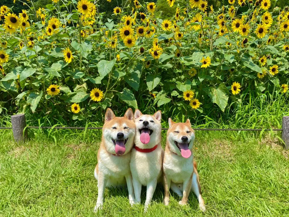 ひまわり畑で柴わんこ集合 最高の夏を感じさせる1枚にほっこり | おたくま経済新聞