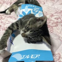 ティッシュケースに潜り込んだ子猫の姿が話題。