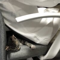 疲れたら仕事中の飼い主の夫の背中で眠りにつくのがお気に入りなごまちゃん。