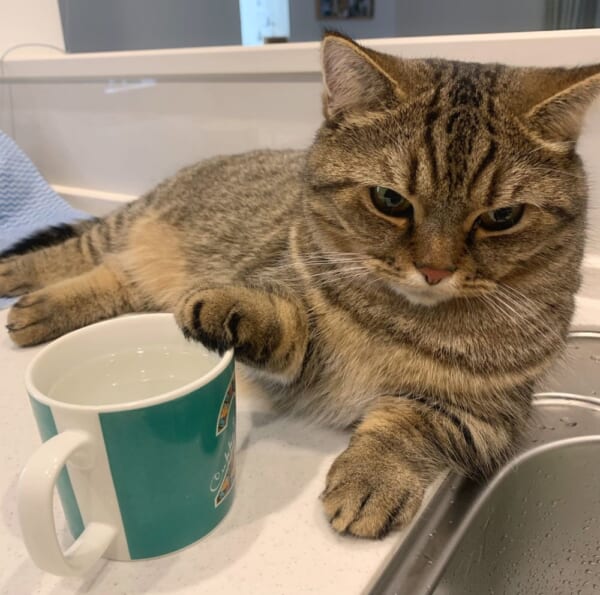 一杯どう？　飼い主に水分補給を勧める愛猫がめんこい。