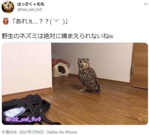 ドジっ子属性のミミズクの姿がTwitterに投稿される。