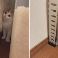 かくれんぼをしていた？子猫の姿が話題。