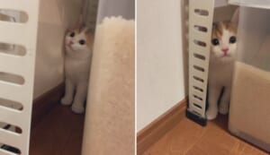 かくれんぼをしていた？子猫の姿が話題。