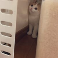 急に静かになったため、コムギちゃんを捜索していた飼い主。コムギちゃんはキッチンのすき間にひょっこり。