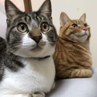 実の兄弟のきなこくんともっちくんと暮らしている飼い主。