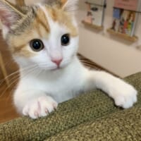 健康優良猫なコムギちゃん。Twitterにて、日々の尊い姿を披露しています。