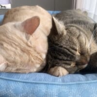 飼い主一家の中でも京くんはとりわけのひなくんLOVE。一緒に日向ぼっこをするのが大好きです。