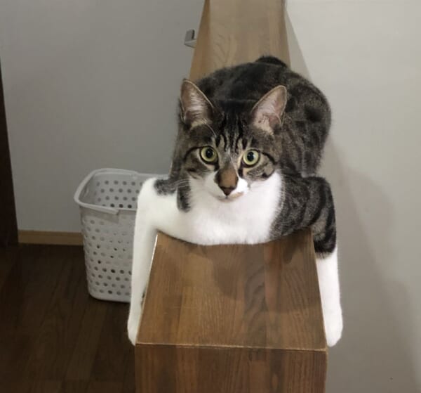UFOキャッチャーのアームみたいな猫さんが激写される。