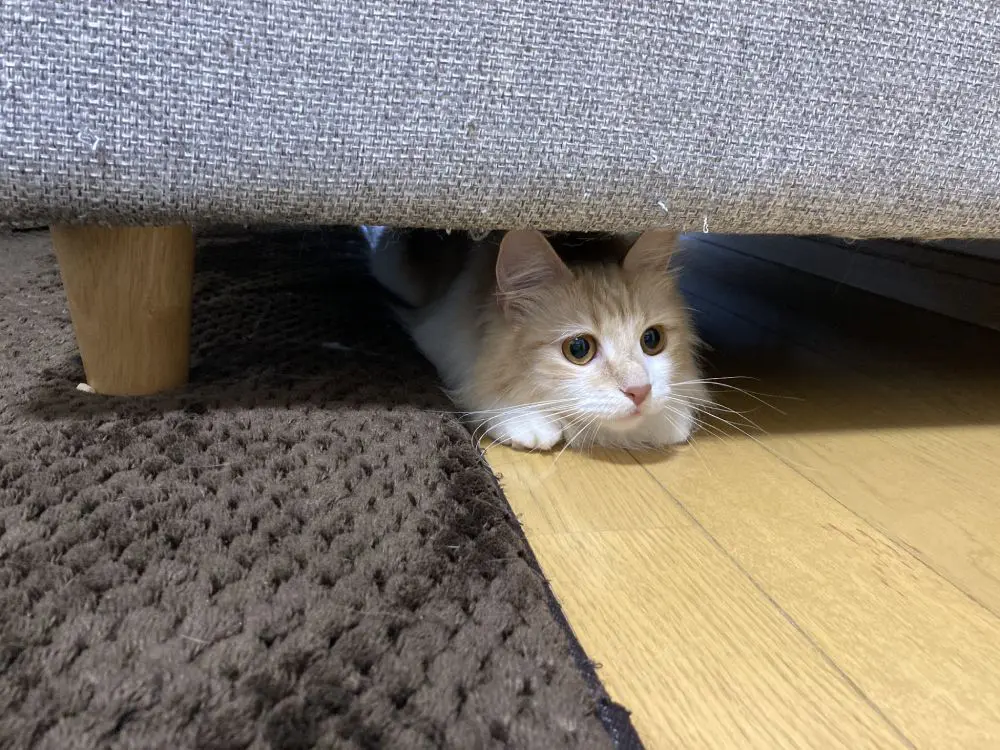 ソファの下からひょっこり　キレイな車庫入れを披露した愛猫