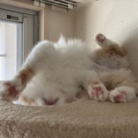 飼い主曰く「ずっと遊び盛り」な一面をもつのんちゃん。Twitterではコミカルな姿も披露しています。