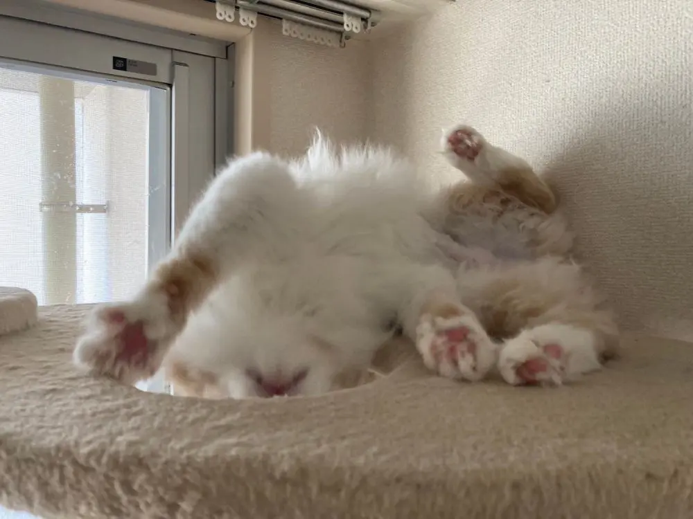 飼い主曰く「ずっと遊び盛り」な一面をもつのんちゃん。Twitterではコミカルな姿も披露しています。