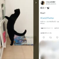 「起立！」背筋をピンと伸ばした黒猫の姿がTwitterで話題。