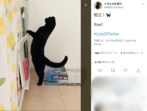 「起立！」背筋をピンと伸ばした黒猫の姿がTwitterで話題。