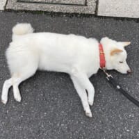 アスファルトがお気に入りのゆきみちゃん。つい眠ってしまうことも。