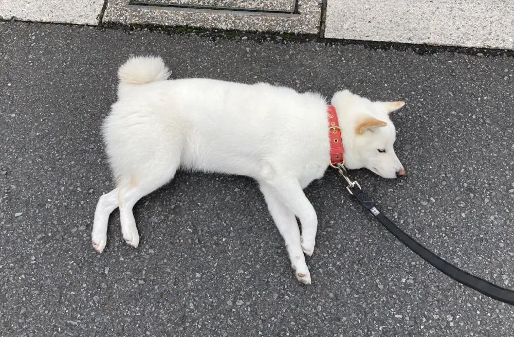 アスファルトがお気に入りのゆきみちゃん。つい眠ってしまうことも。