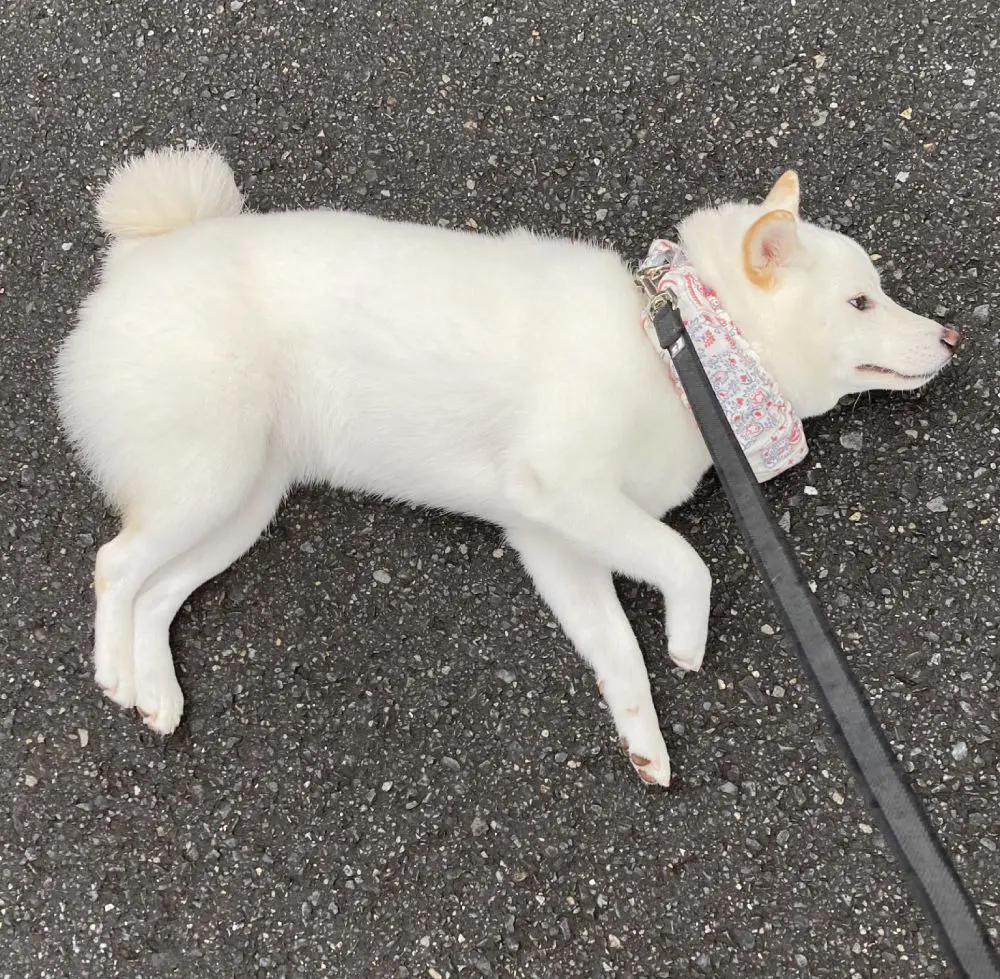 「凛として芯があるけど頑固者」な柴わんこがアスファルトで魅せた抗議活動