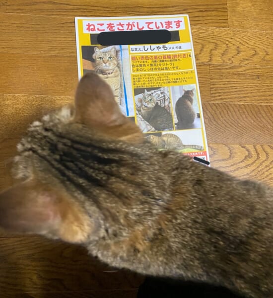 「何食わぬ顔で朝帰りをキメる極悪猫の図」無事帰宅した猫に飼い主安堵