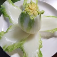 調理途中の白菜