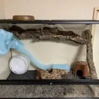 大きいおうちでのびのび砂浴び出来そう