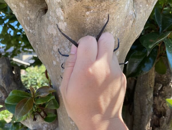 虫が苦手な方は必見！クワガタを素手で捕まえたような写真の撮影方法